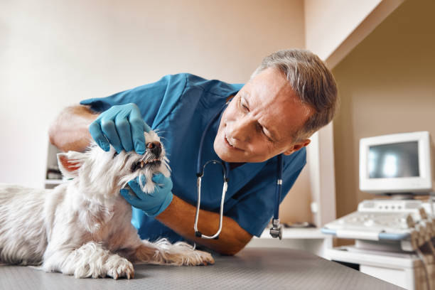 Best Emergency Treatment for Dental Infections or Abscesses in Harbor Springs, MI